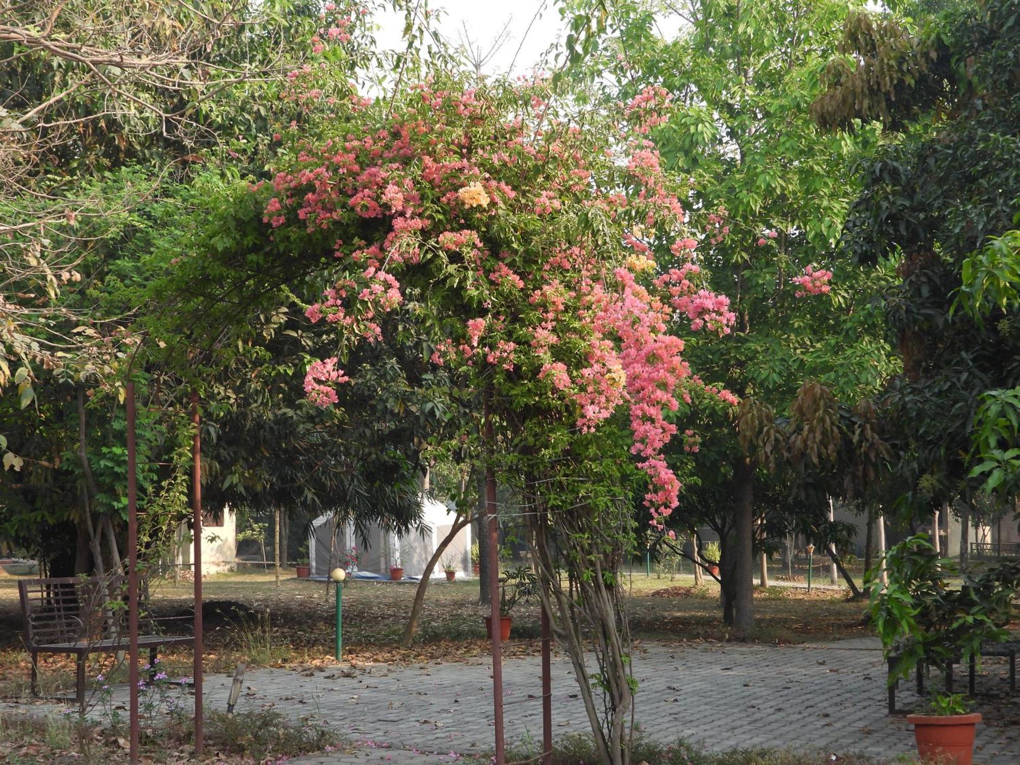 Lumbini Buddha Garden Resort Екстер'єр фото